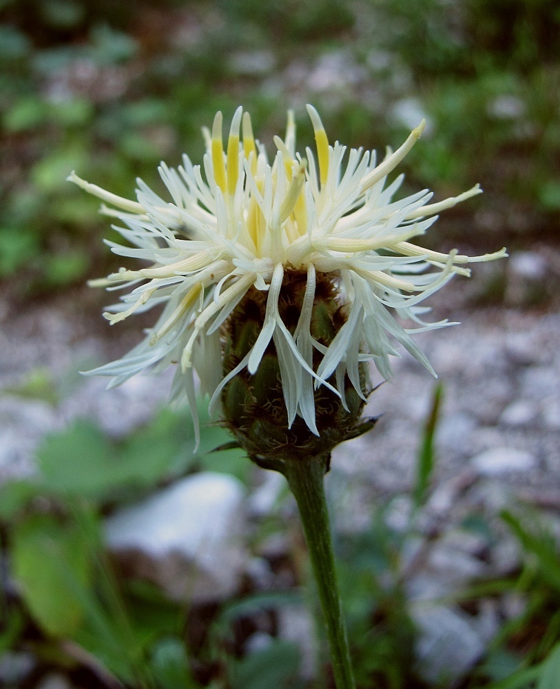 South-eastern Knapweed