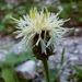 Centaurea dichroantha - Photo (c) Alenka Mihoric,  זכויות יוצרים חלקיות (CC BY-NC), הועלה על ידי Alenka Mihoric