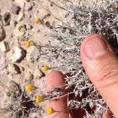 Thymophylla setifolia