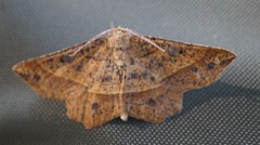 Euchlaena tigrinaria