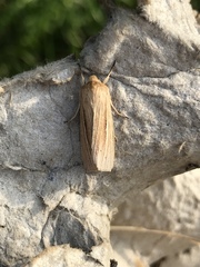 Mythimna pallens