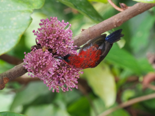Crimson Sunbird (Aethopyga siparaja), photo 7