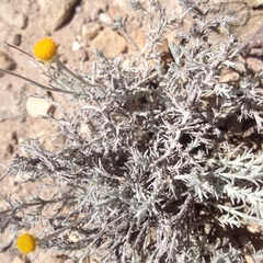 Thymophylla setifolia