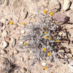 Thymophylla setifolia