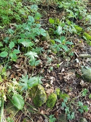 Ranunculus acris acris