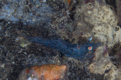 Heteropenaeus longimanus