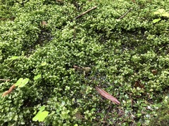 Plagiomnium ellipticum