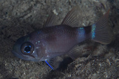 Nectamia fusca