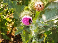 Bombus lapidarius