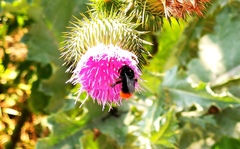 Bombus lapidarius