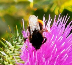 Bombus lapidarius