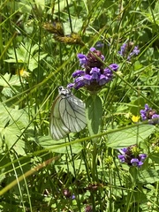 Aporia crataegi