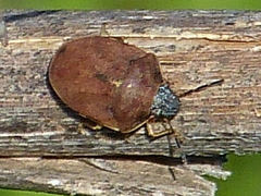 Homaemus aeneifrons