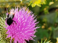 Bombus lapidarius