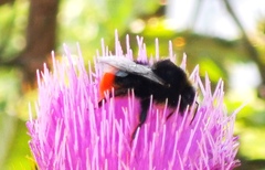 Bombus lapidarius
