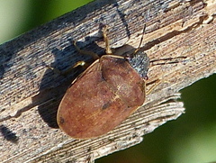 Homaemus aeneifrons