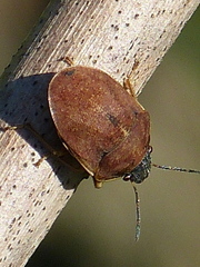 Homaemus aeneifrons