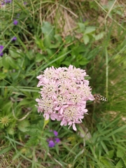 Heracleum austriacum siifolium