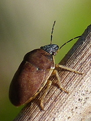 Homaemus aeneifrons