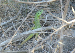 Lacerta trilineata