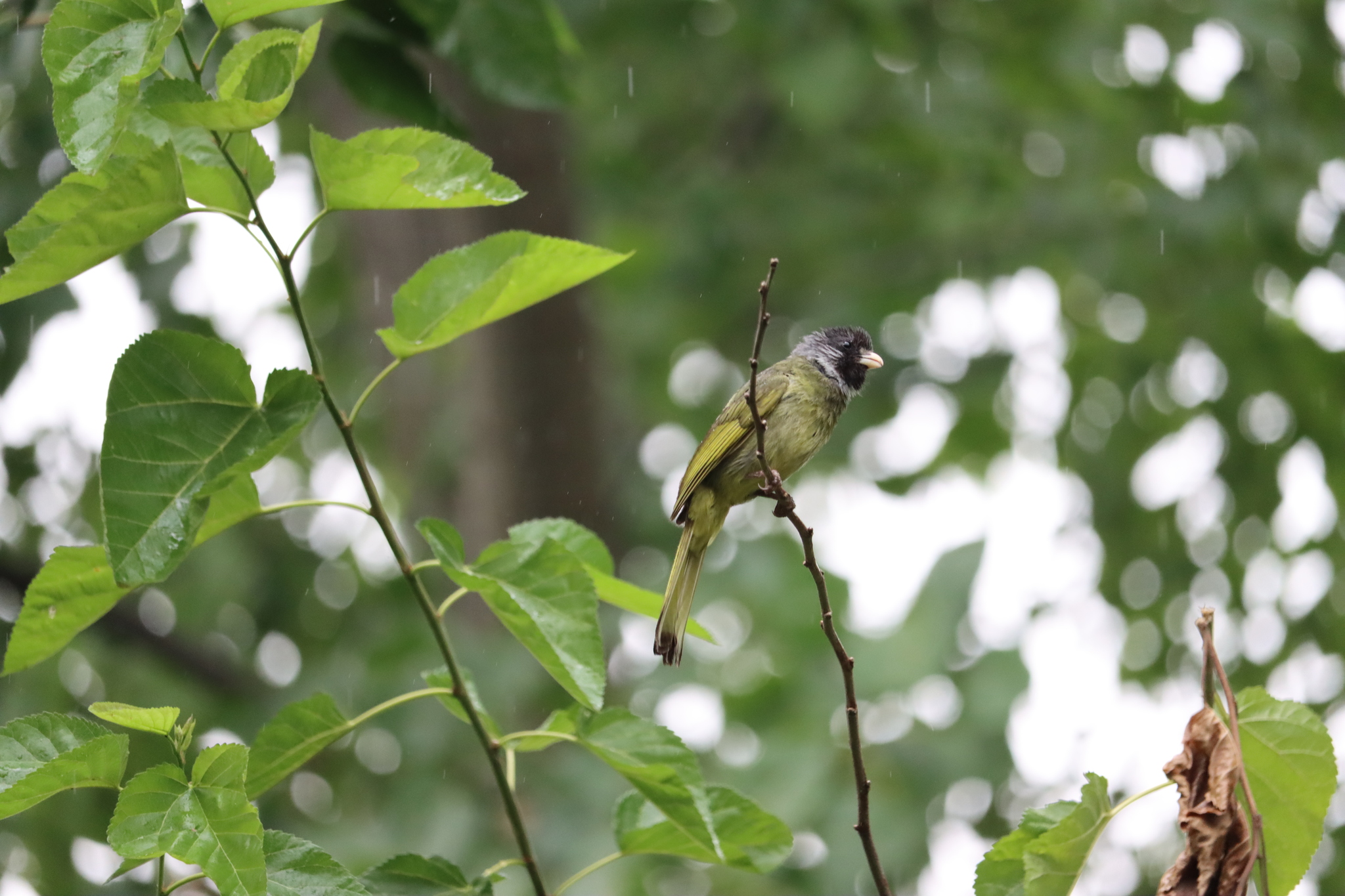 Collared Finchbill