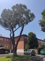 Pinus pinea