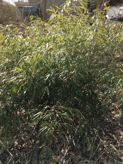 Pseudosasa japonica
