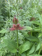 Monarda didyma