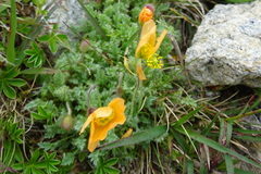 Papaver lapeyrousianum