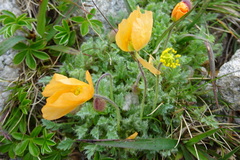 Papaver lapeyrousianum
