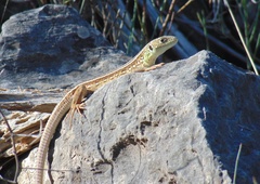 Lacerta trilineata