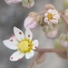 Sedum dasyphyllum - Photo (c) gardatxanae,  זכויות יוצרים חלקיות (CC BY-NC), הועלה על ידי gardatxanae