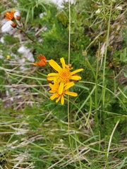 Jacobaea abrotanifolia