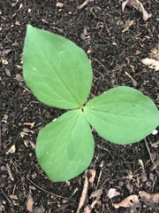 Trillium grandiflorum
