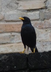 Acridotheres grandis