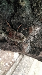 Poecilonota variolosa
