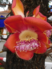 Couroupita guianensis