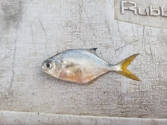 Trachinotus