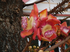 Couroupita guianensis