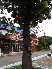 Couroupita guianensis