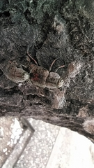 Poecilonota variolosa