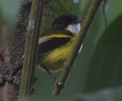 Poecilotriccus calopterus