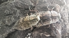 Poecilonota variolosa