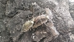 Poecilonota variolosa