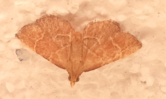 Hypsopygia incarnatalis