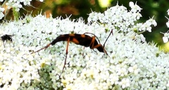 Strangalia attenuata