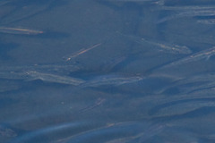 Fundulus parvipinnis