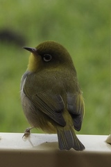 Zosterops lateralis chloronotus