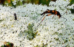 Strangalia attenuata