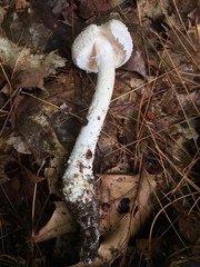 Amanita longipes